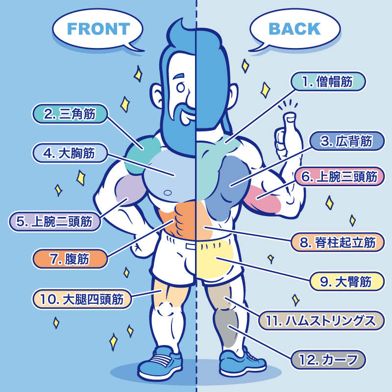 筋肉図